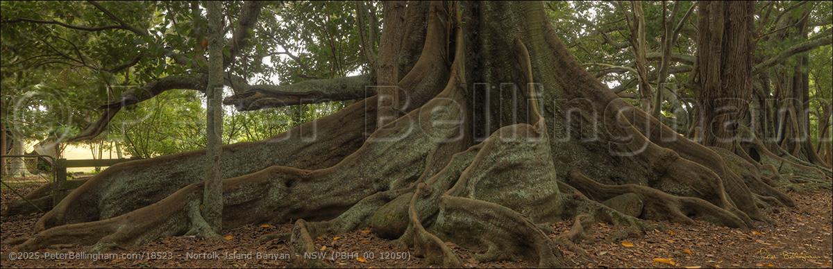 Peter Bellingham Photography Norfolk Island Banyan - NSW (PBH4 00 12050)